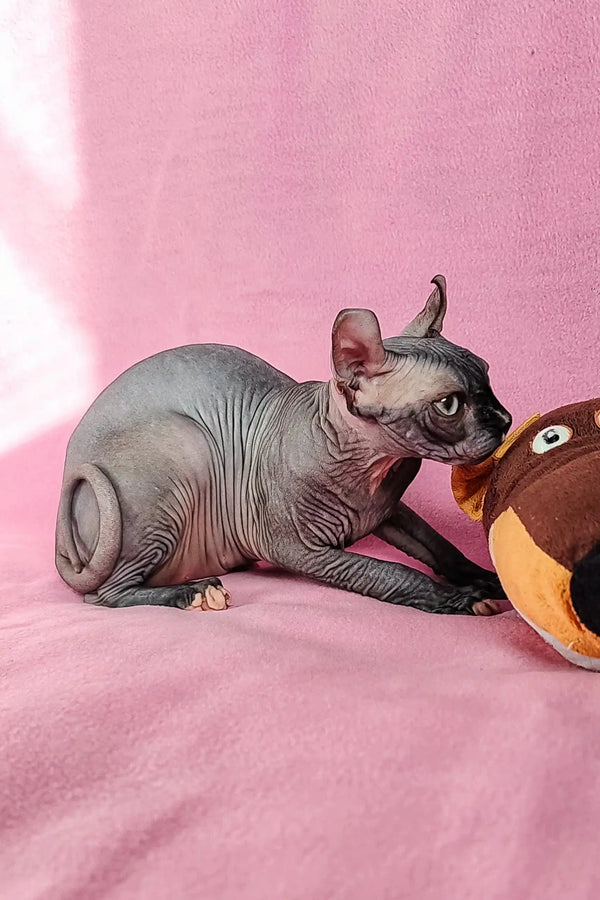 Cute Hairless Cat with Wrinkled Skin in Forint Elf Sphynx Kitten Product