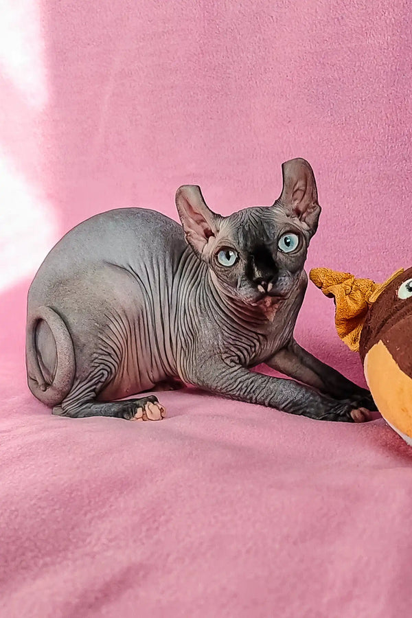 Cute Wrinkled Hairless Cat in the Forint Elf Sphynx Kitten product