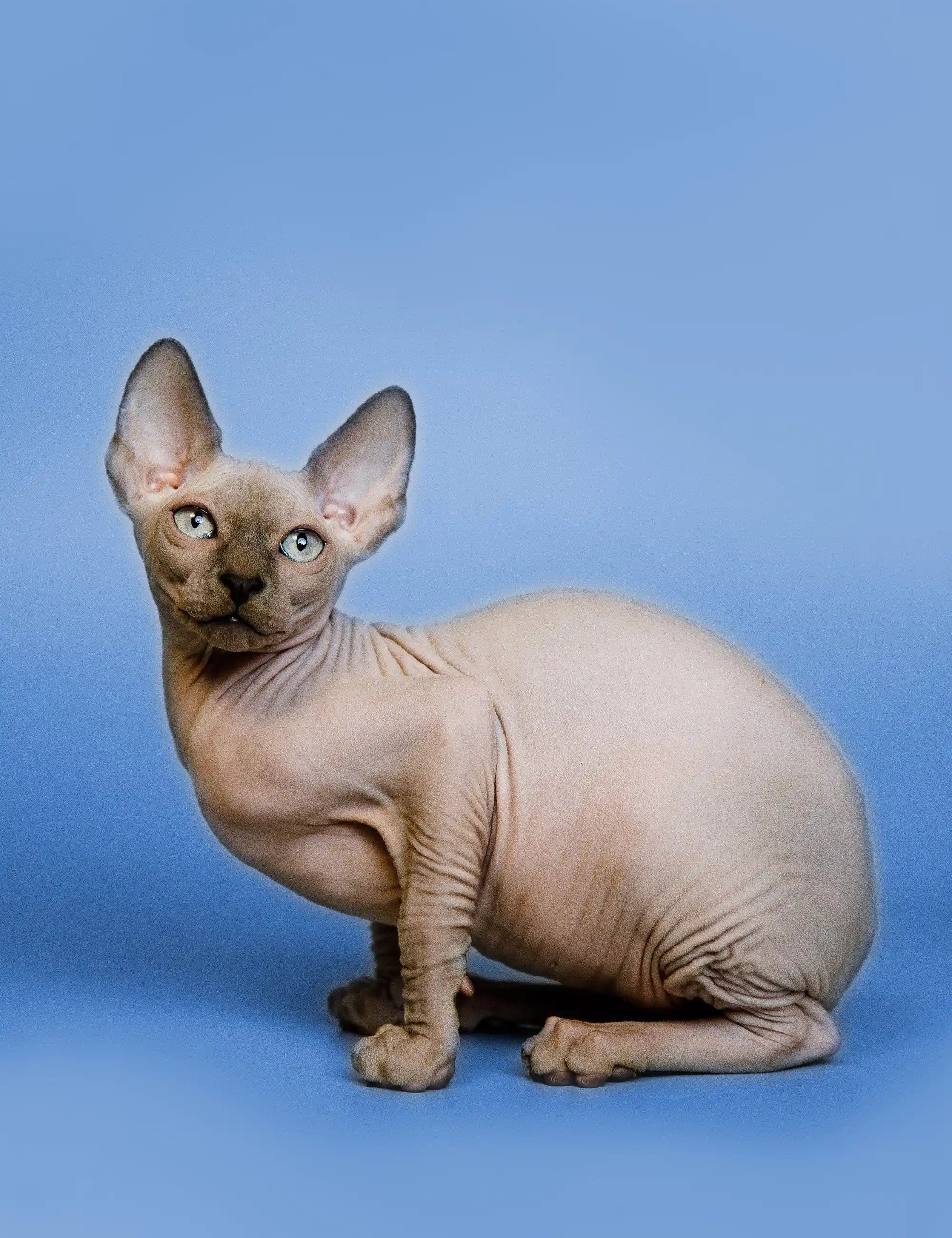 Hairless Sphynx Cats & Kittens for Sale Forrest | Kitten