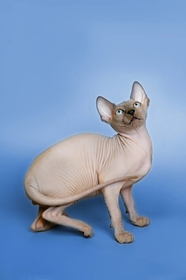 Hairless Sphynx Cats & Kittens for Sale Forrest | Kitten