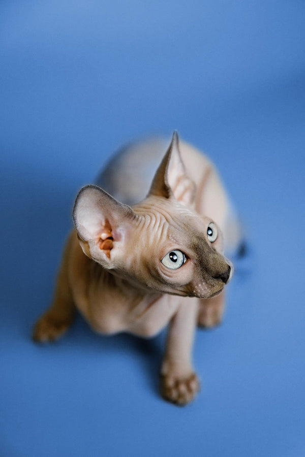 Hairless Sphynx Cats & Kittens for Sale Forrest | Kitten