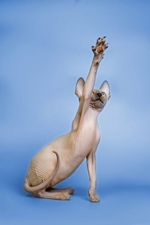 Sphynx kitten stretching upward with one paw raised in playful pose