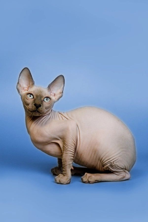 Cat Breeds Hairless Kittens For Adoption Bambino Cat Breed High