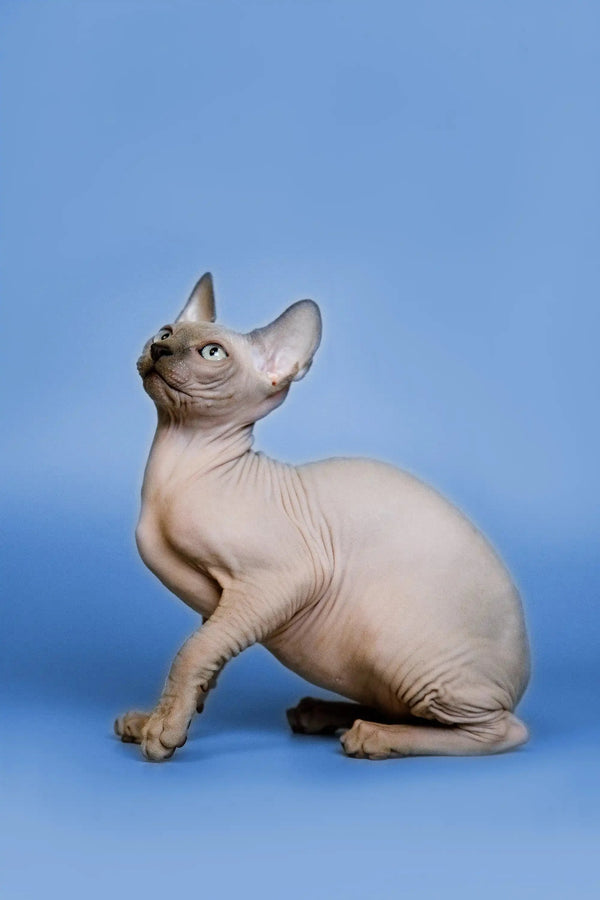 Hairless Sphynx kitten named Forrest tilting its head up, looking curious and cute