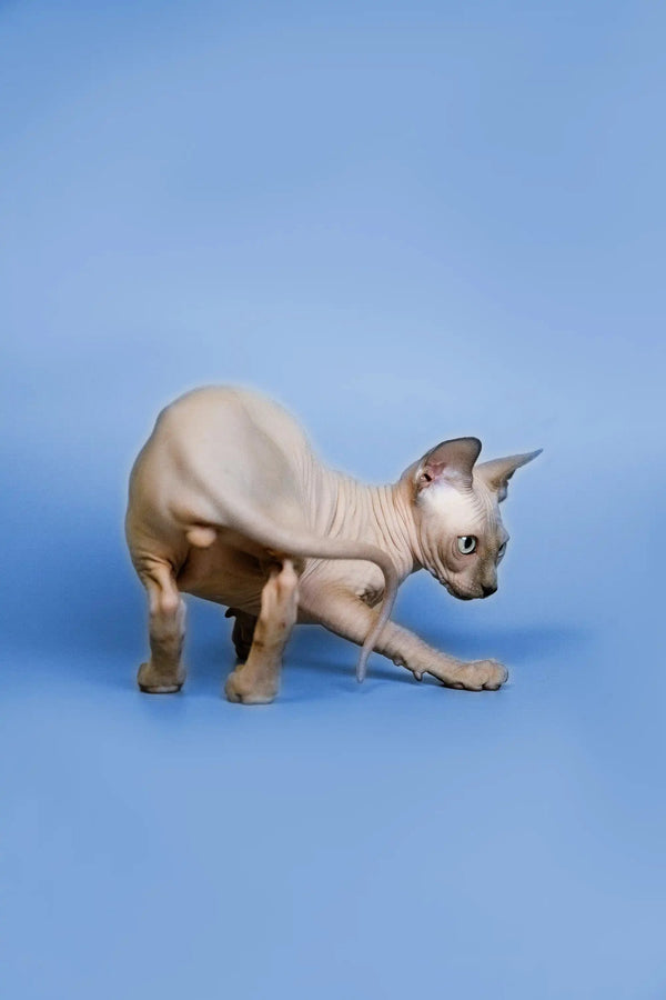 Alert Hairless Sphynx kitten crouched, ready to pounce in the Forrest product