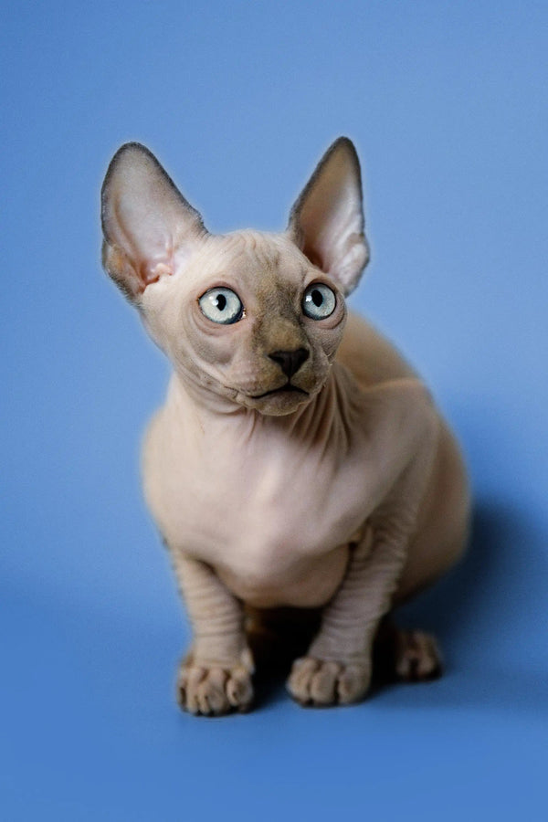 Hairless Sphynx kitten with big ears and striking eyes in Forrest | Sphynx Kitten