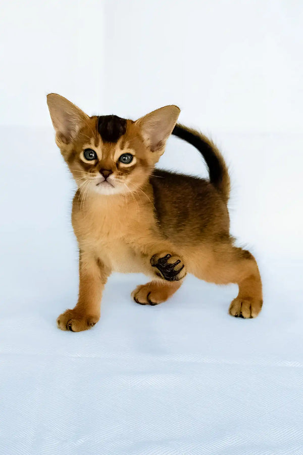 Fortuna | abyssinian kitten