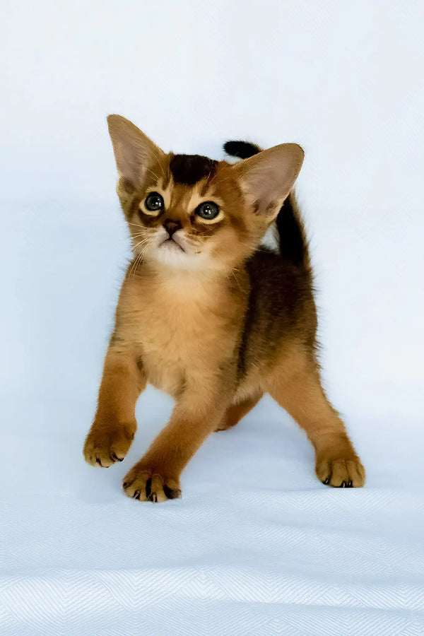 Fortuna | abyssinian kitten