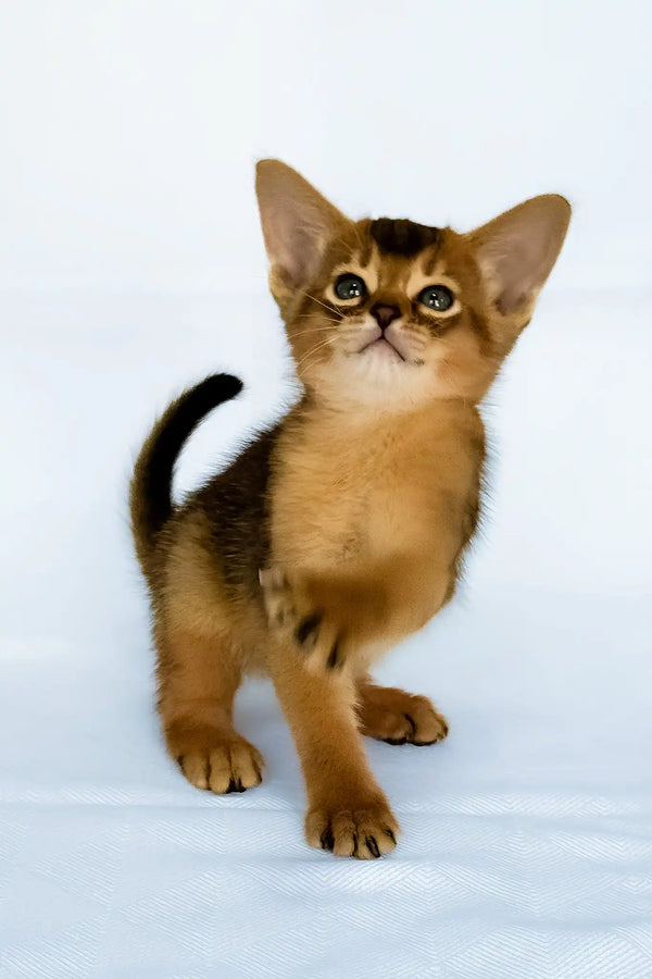 Fortuna | abyssinian kitten