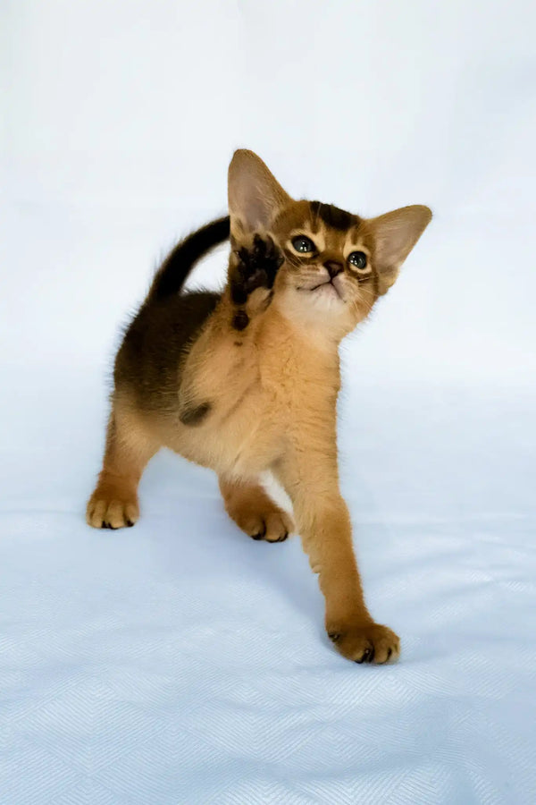 Fortuna | abyssinian kitten