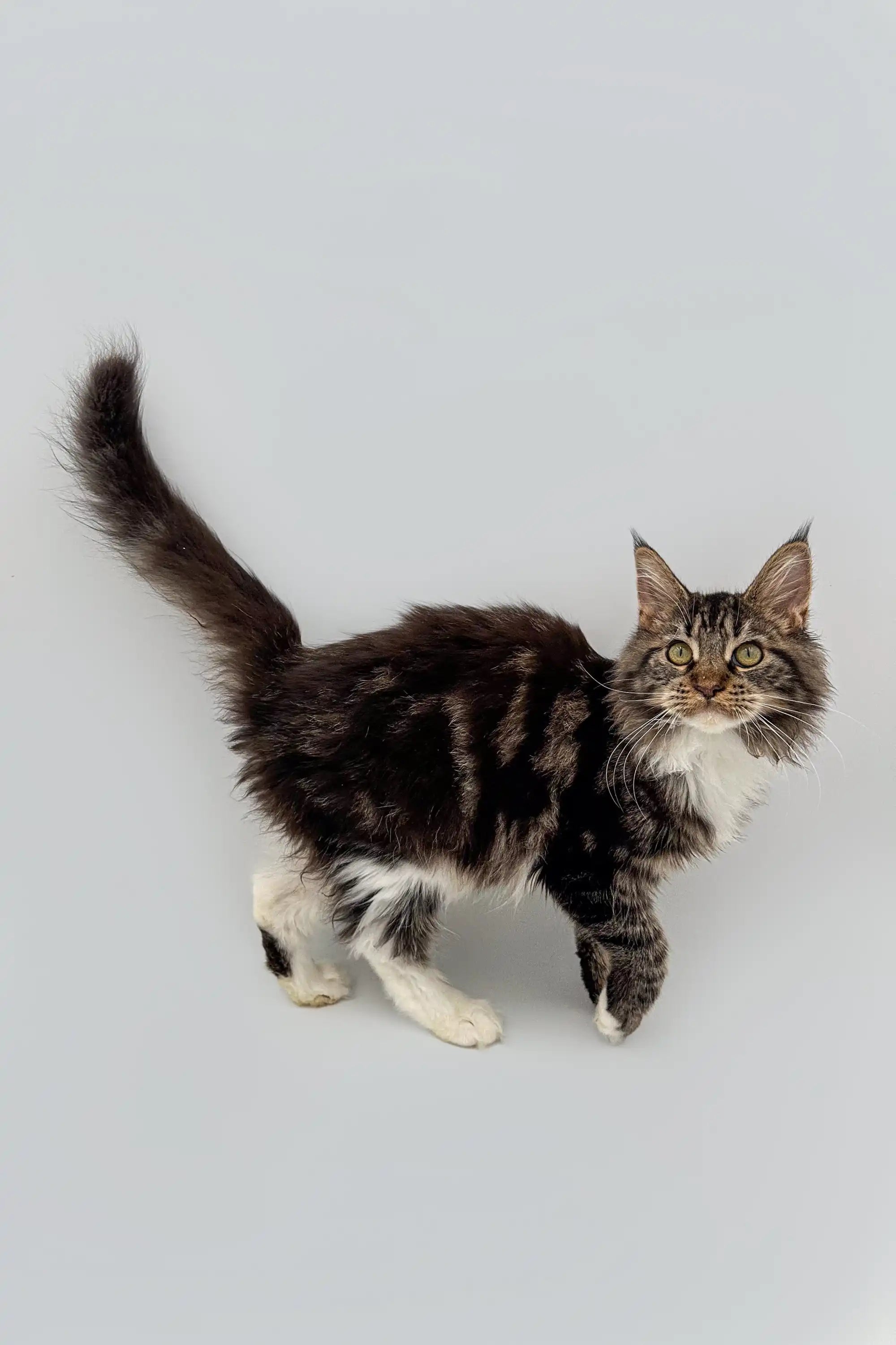 Available For Pick up Today Fossa| Maine Coon Kitten