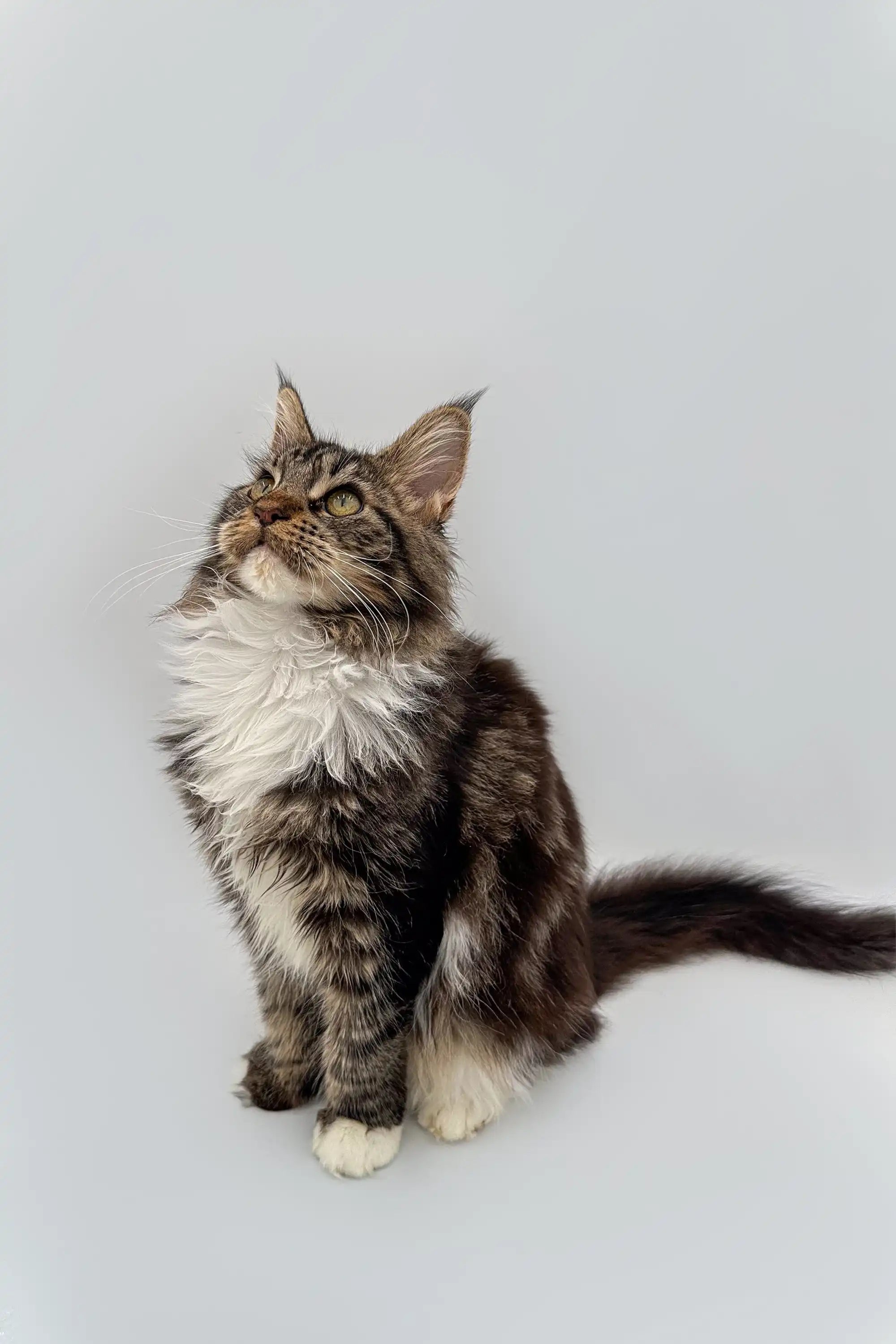 Available For Pick up Today Fossa| Maine Coon Kitten