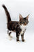 Fluffy Maine Coon kitten with long fur and alert stance, perfect for pet lovers