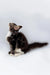 Fluffy black and white Maine Coon kitten sitting upright with a curious head tilt