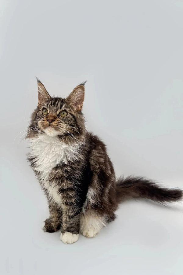 Maine Coon kitten with long fur and tabby coat sitting upright, showcasing its charm