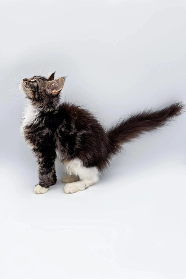 Fluffy Maine Coon kitten with dark fur and white paws gazing upward