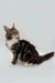 Fluffy Maine Coon kitten with white chest sitting and looking up adorably