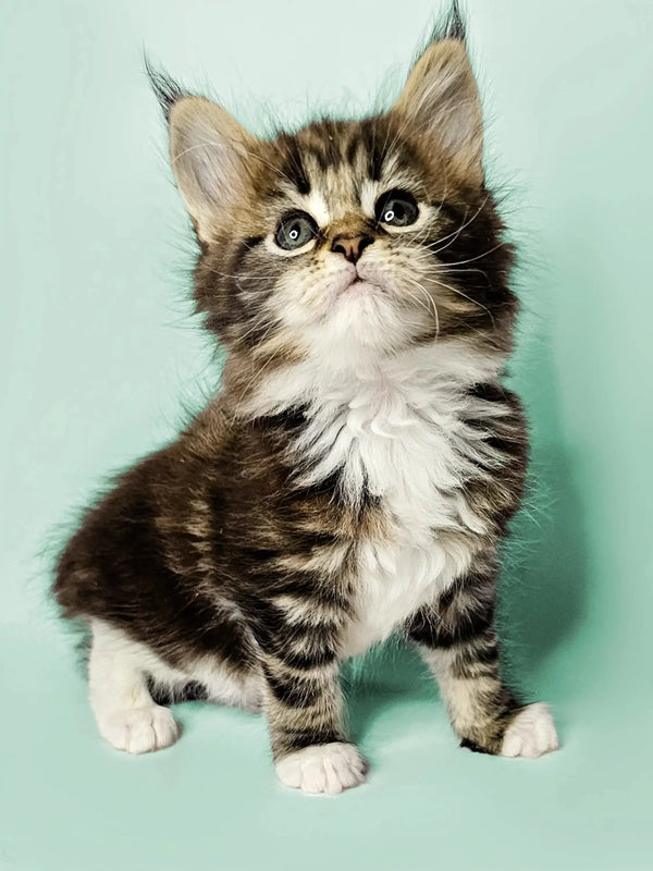 Adorable Maine Coon kitten with wide eyes and fluffy fur for the Fossa product