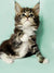 Adorable Maine Coon kitten with fluffy fur and wide eyes in Fossa product