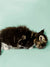 Fluffy Maine Coon kitten lounging with eyes closed, perfect for pet lovers