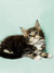 Fluffy Maine Coon kitten with wide eyes and pointed ears, perfect for cat lovers