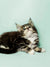 Fluffy tabby Maine Coon kitten lying alert on its side, ready for fun and play