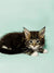 Maine Coon kitten with ear tufts and fluffy fur on Fossa product page