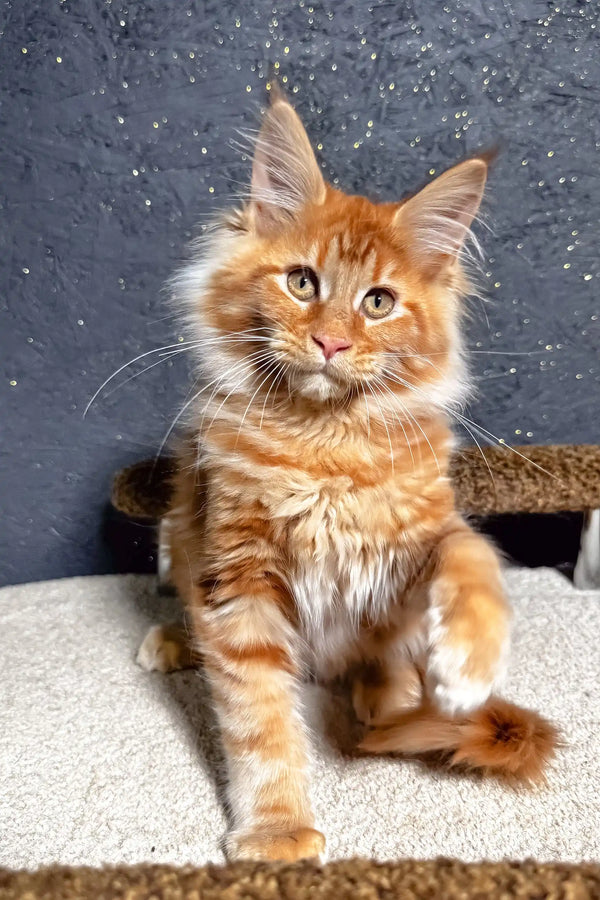 Fox | maine coon kitten