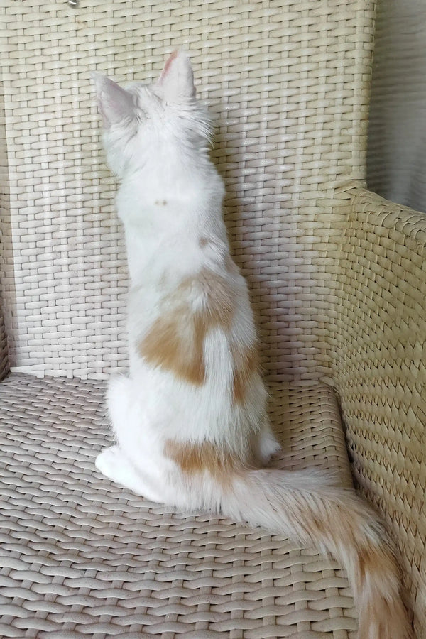 Fox | maine coon kitten