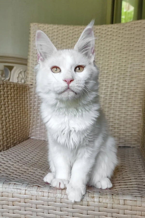 Fox | maine coon kitten