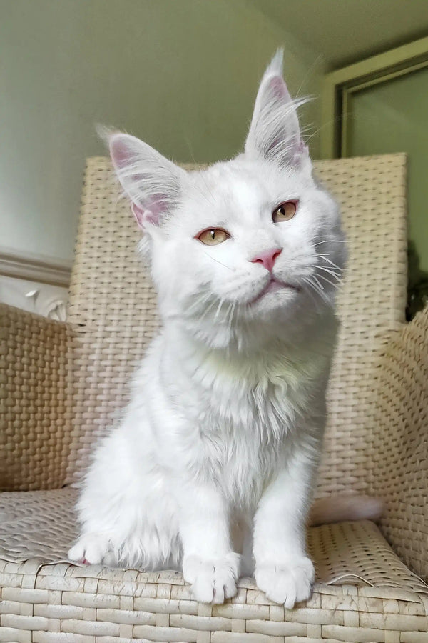 Fox | maine coon kitten