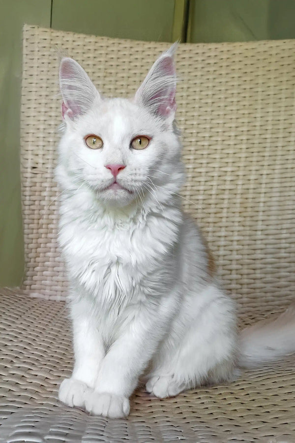 Fox | maine coon kitten
