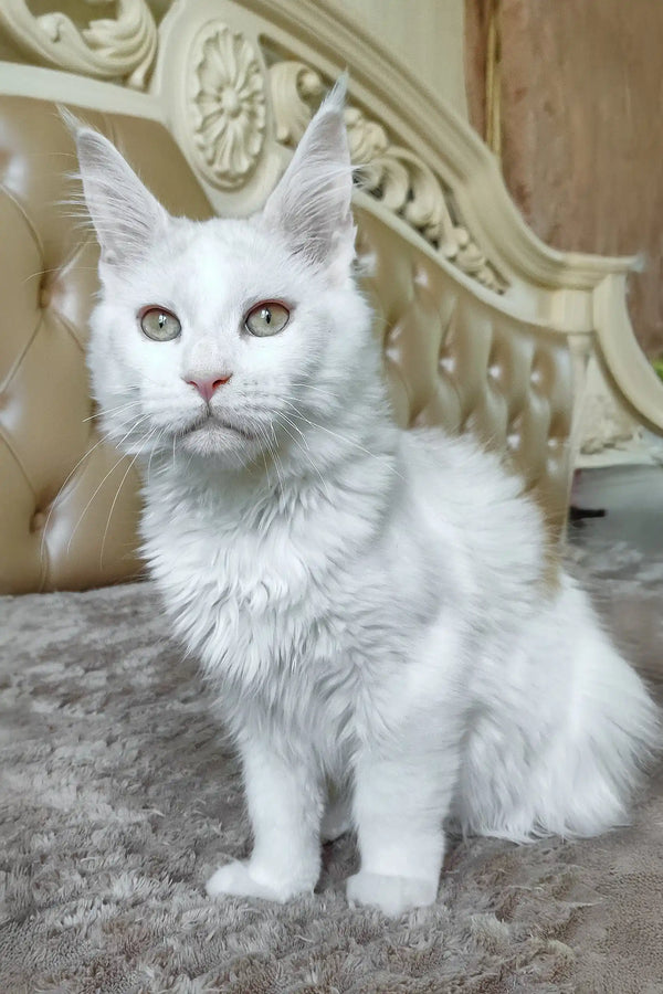 Fox | maine coon kitten