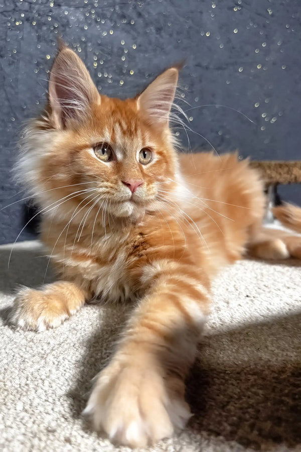 Fox | maine coon kitten