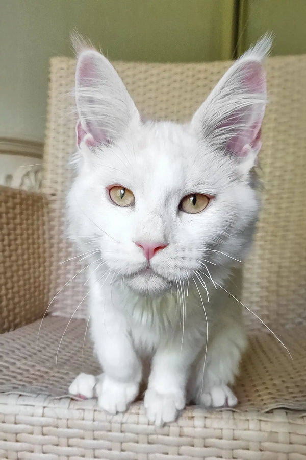 Fox | maine coon kitten