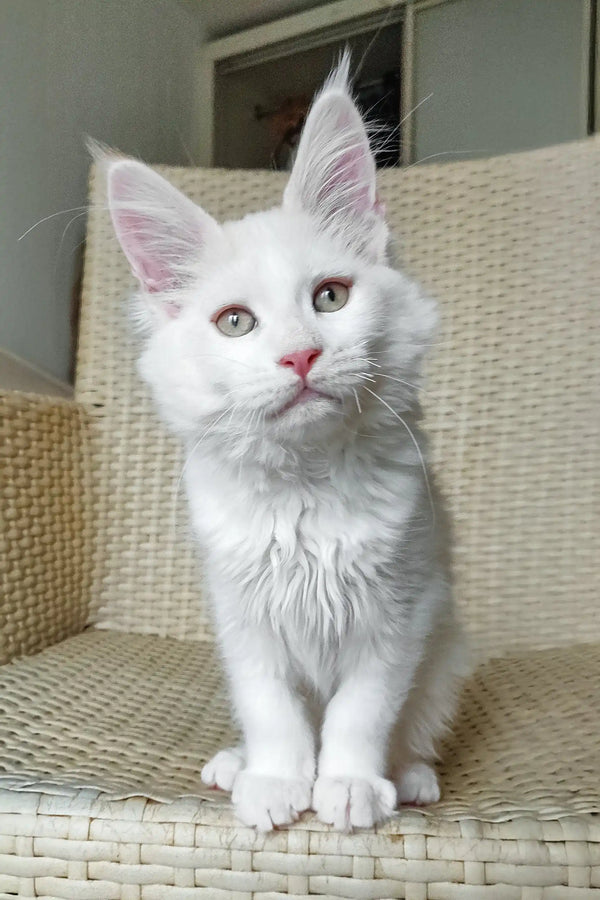 Fox | maine coon kitten