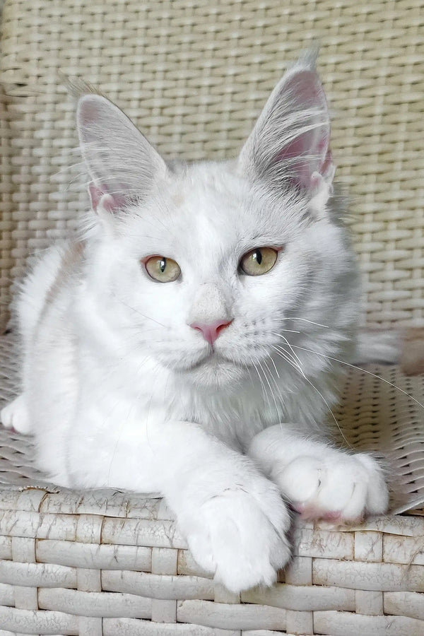 Fox | maine coon kitten