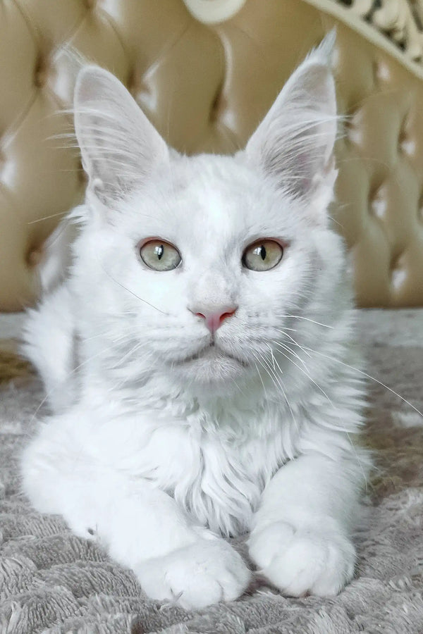 Fox | maine coon kitten