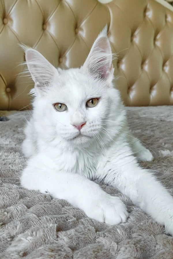 Fox | maine coon kitten