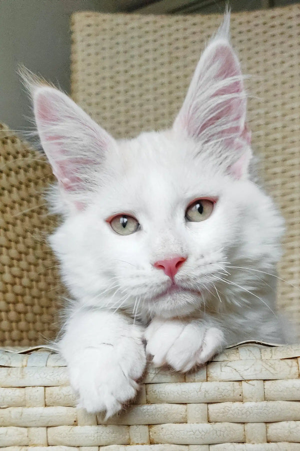 Fox | maine coon kitten