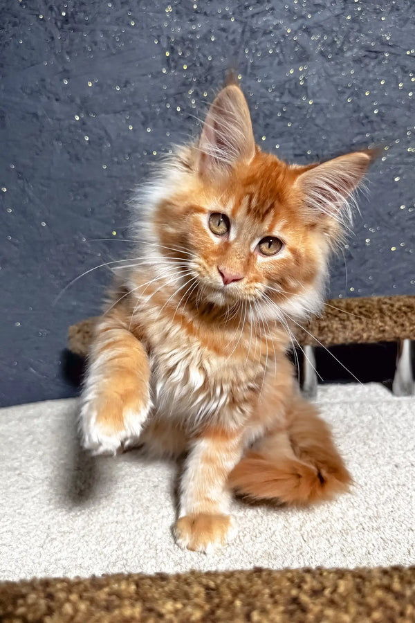 Fox | maine coon kitten