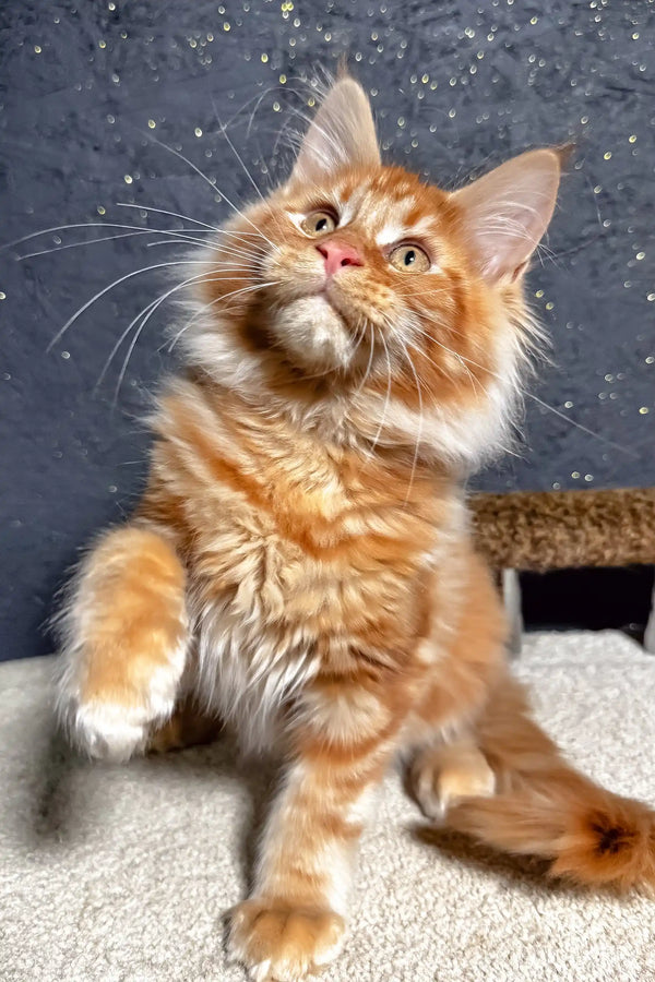 Fox | maine coon kitten