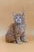 Fluffy ginger Maine Coon kitten named Fox with bright blue eyes