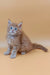 Fluffy Ginger Maine Coon Kitten with Blue Eyes - Adorable Fox Product Image