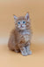 Fluffy ginger Maine Coon kitten named Fox with stunning blue eyes