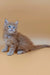 Fluffy ginger Maine Coon kitten named Fox with striking blue eyes