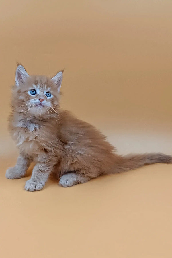 Fluffy ginger Maine Coon kitten named Fox with striking blue eyes