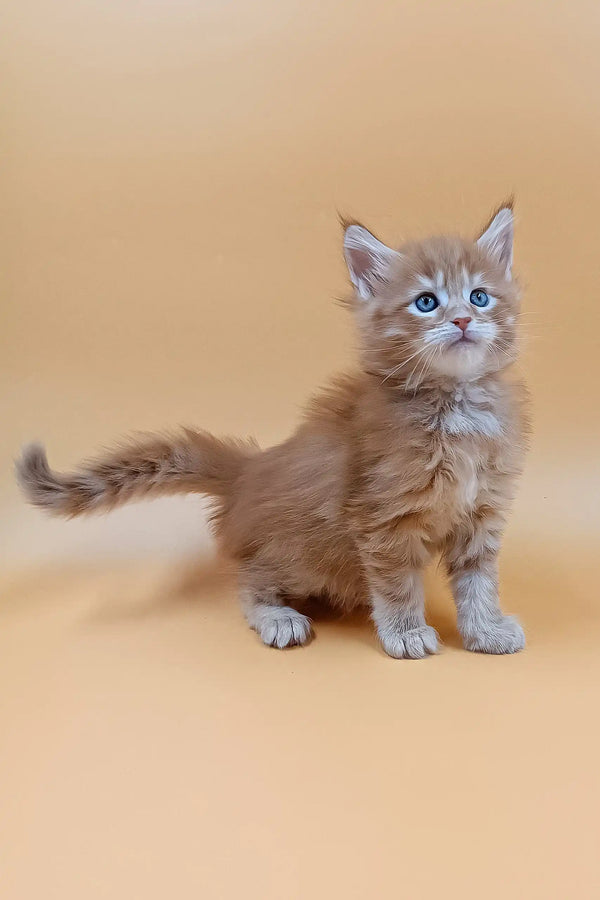 Fluffy orange Maine Coon kitten named Fox with stunning blue eyes