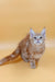 Fluffy Maine Coon kitten with bright eyes and pointed ears ready for adoption