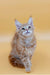 Fluffy orange Maine Coon kitten with bright green eyes and tufted ears